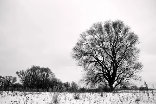 Magnifique arbre solitaire poussant sur le terrain — Photo