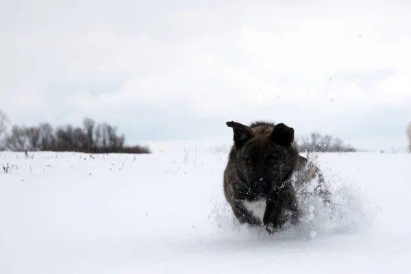 Bruine hond buiten in de winter — Stockfoto