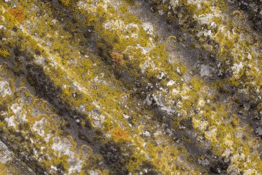 Arka plan eski gri kayrak yosunlar yüzeyi ile yivli