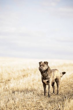 Sahada kahverengi melez ayakta. Köpek portre