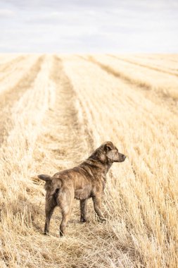 Kahverengi köpek yolun ortasında Sarı zemin üzerinde duruyor ve mesafe içine görünüyor