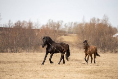 Siyah ve kırmızı at alanında