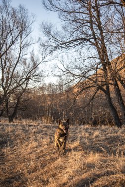 Kahverengi köpek alanın karşısındaki akşam fotoğraf makinesi üzerinde çalışan