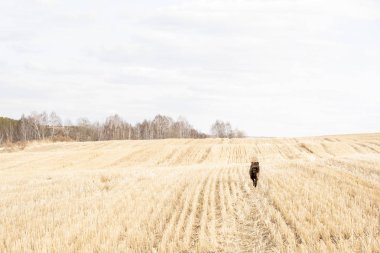 Kahverengi köpek Sarı zemin üzerinde yürüme