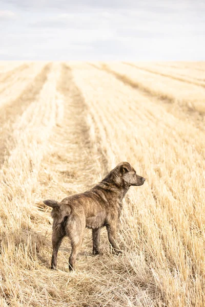 Perro marrón se para en la carretera en un campo amarillo y mira a la distancia —  Fotos de Stock