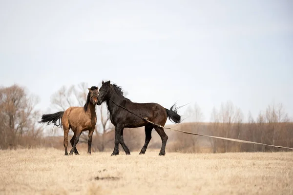 Ира Голубпен порно, Кременчуг