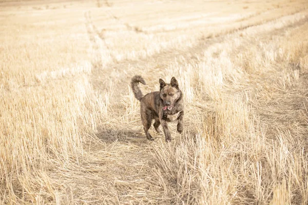 Mestizo marrón caminando en el campo amarillo —  Fotos de Stock