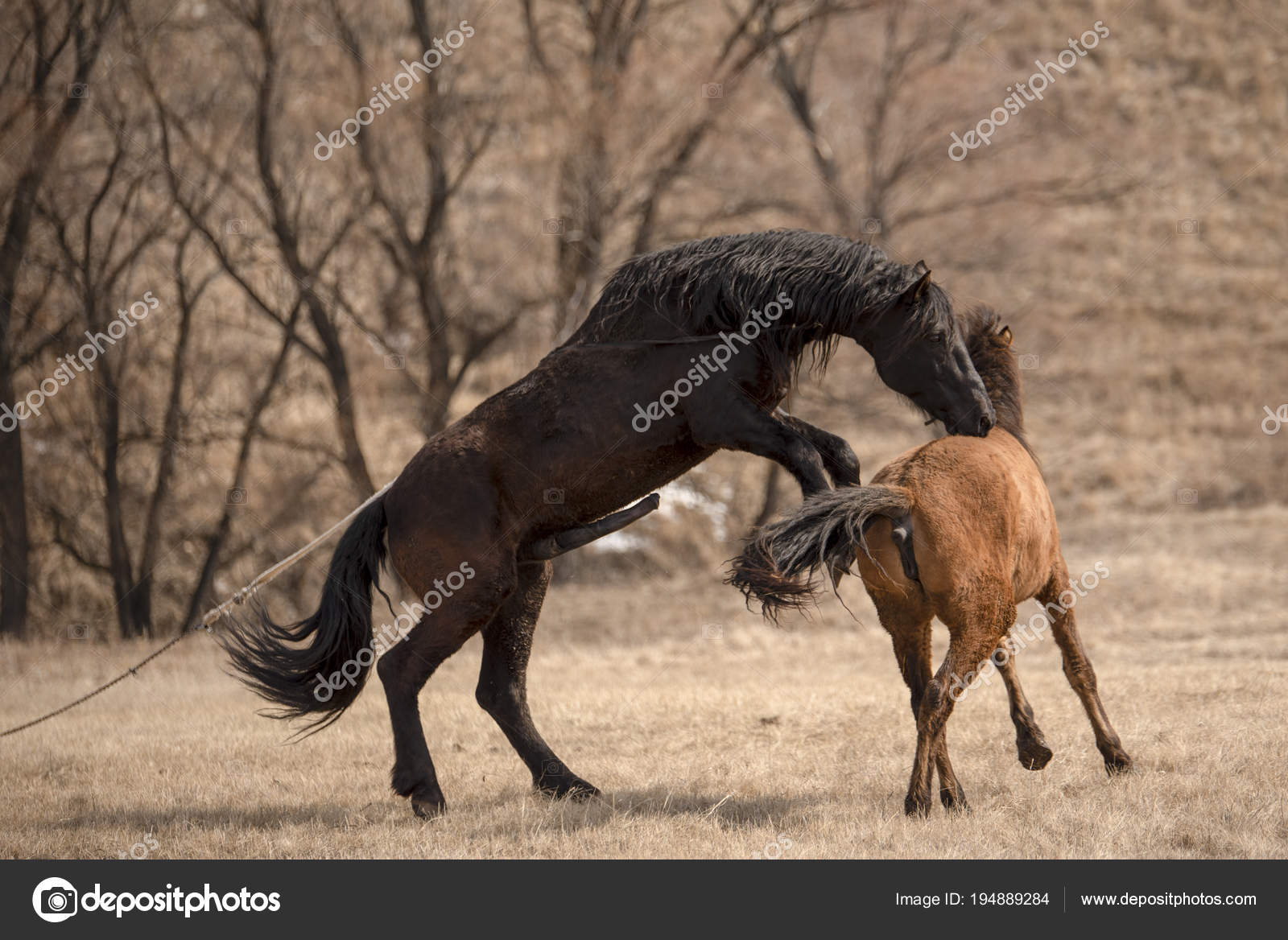 Womenfucking horses
