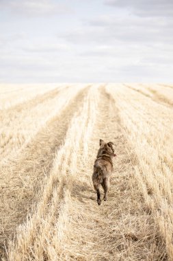Alanında yolda yürüyen kahverengi köpek