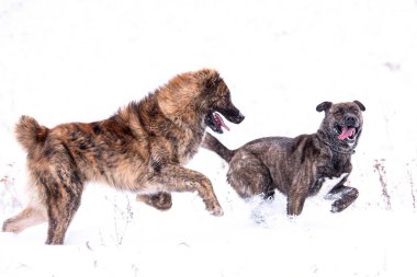 İki köpek arkadaş kar tarlasında oynuyor.