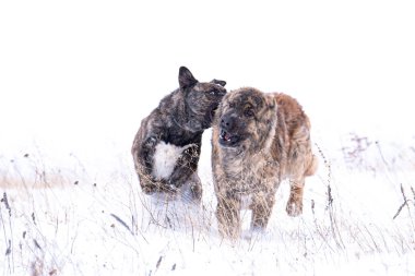İki köpek arkadaş kar tarlasında oynuyor.