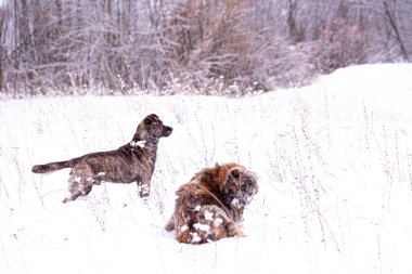 İki köpek arkadaş kar tarlasında oynuyor.