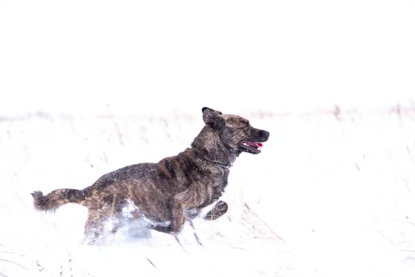 Bruine hond bastaard in een winter sneeuwstorm dag in het veld — Stockfoto