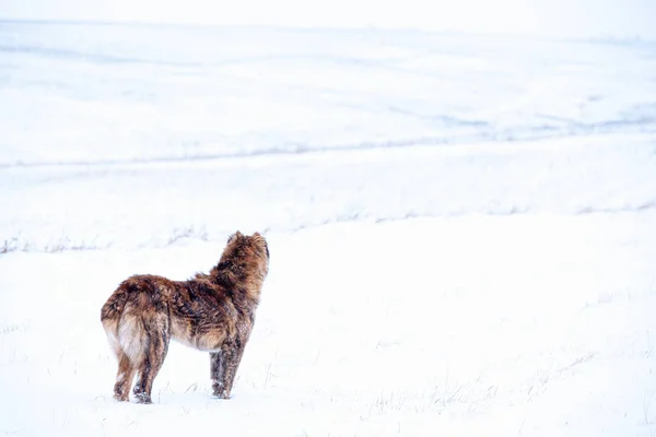 Chien de berger brun d'Asie centrale par jour d'hiver — Photo