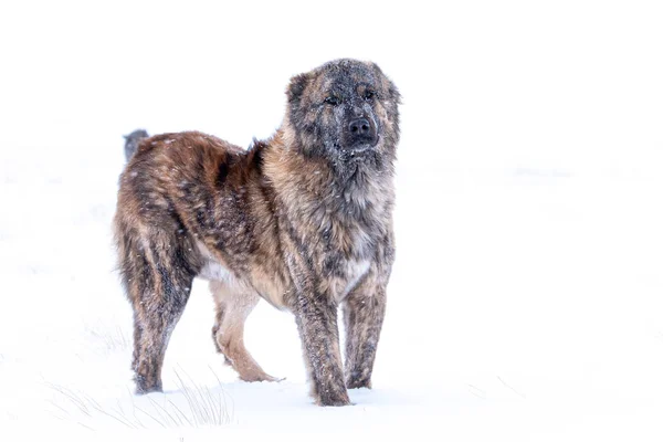 Chien de berger brun d'Asie centrale par jour d'hiver — Photo