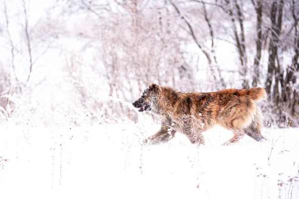 Bruin Centraal Aziatische herdershond op winterdag — Stockfoto