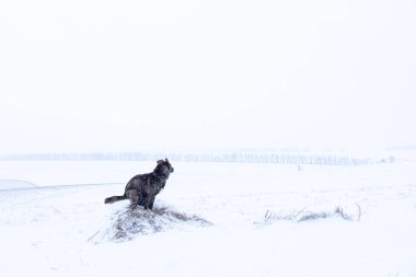 Kışın kar fırtınasında kırma köpek tarlasında