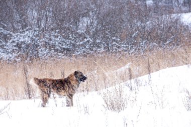 Kahverengi Orta Asya çoban köpeği kış günü