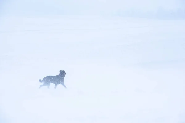 Коричневий собака-пес в зимовий снігопад день на полі — стокове фото