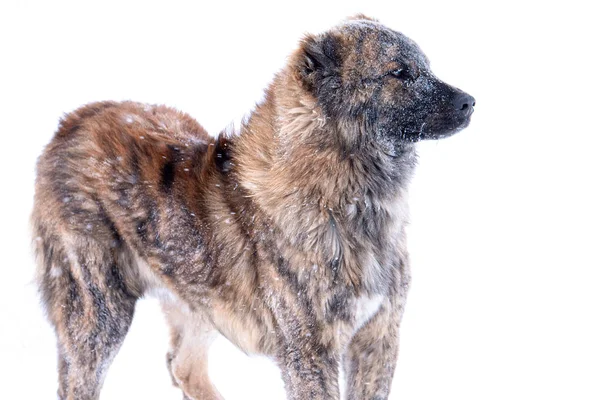 Kahverengi Orta Asya çoban köpeği kış günü — Stok fotoğraf