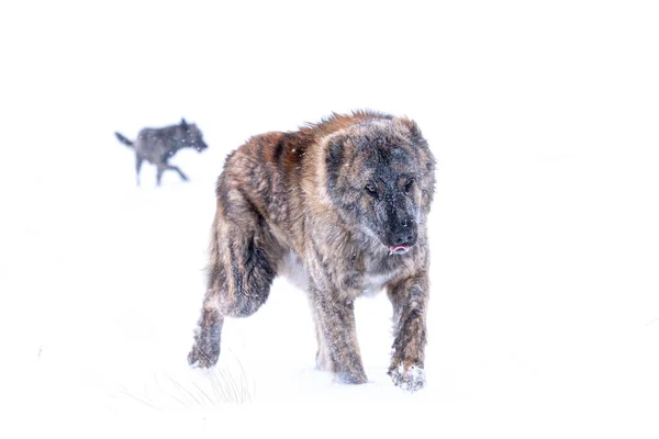 Bruin Centraal Aziatische herdershond op winterdag — Stockfoto