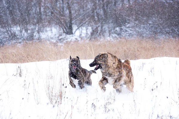 Two dog friends play in snow field