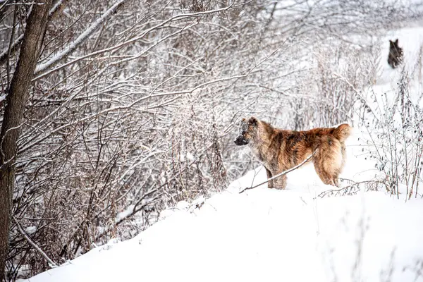 Bruin Centraal Aziatische herdershond op winterdag — Stockfoto