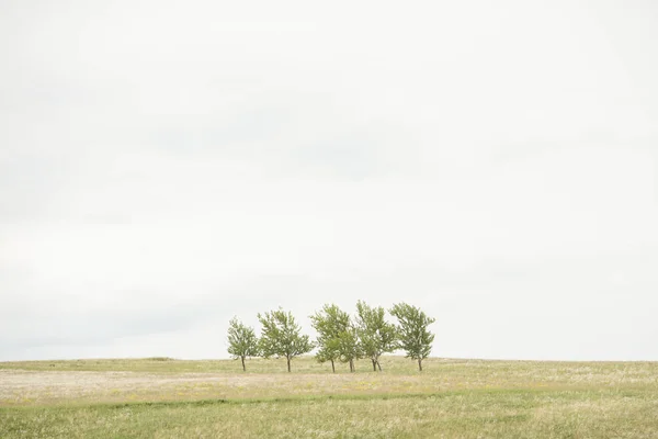 Schöne Sommerlandschaft — Stockfoto