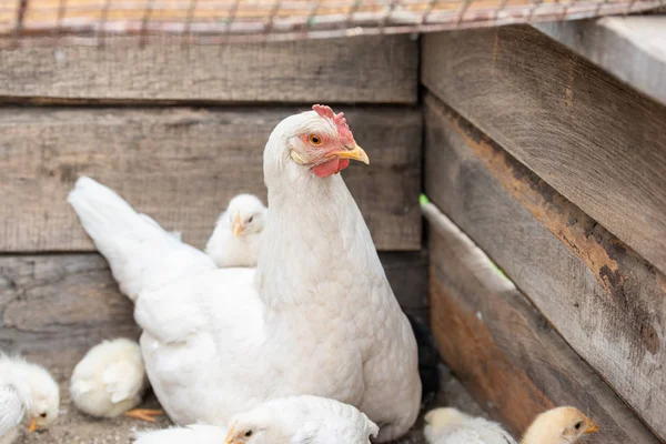 White chicken and little chickens