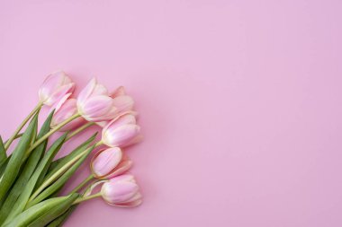 8 Mart Mutlu Kadınlar Günü. Pembe arka planda pembe laleler.