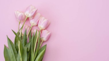 8 Mart Mutlu Kadınlar Günü. Pembe arka planda pembe laleler.