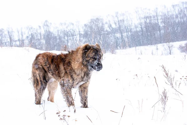 Chien de berger brun d'Asie centrale par jour d'hiver — Photo