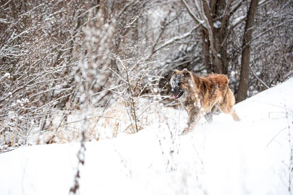 Bruin Centraal Aziatische herdershond op winterdag — Stockfoto
