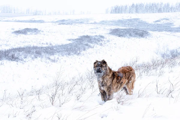 Chien de berger brun d'Asie centrale par jour d'hiver — Photo