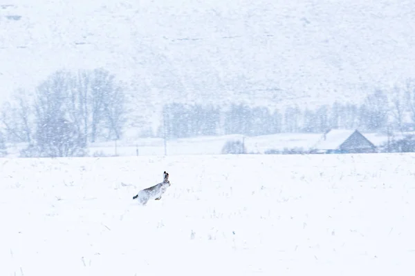 야생 토끼가 겨울에 들판을 가로질러 달리고 있다 — 스톡 사진