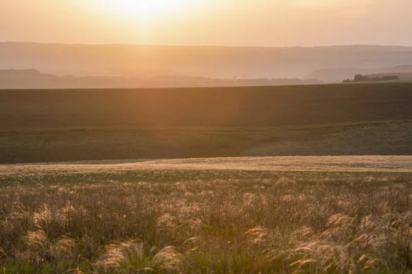 Beautiful sunset on summer field — Stock Photo, Image