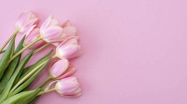 8 Mart Mutlu Kadınlar Günü. Pembe arka planda pembe laleler. Boşluğu kopyala