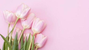 8 Mart Mutlu Kadınlar Günü. Pembe arka planda pembe laleler. Boşluğu kopyala