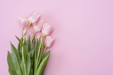 8 Mart Mutlu Kadınlar Günü. Pembe arka planda pembe laleler. Boşluğu kopyala