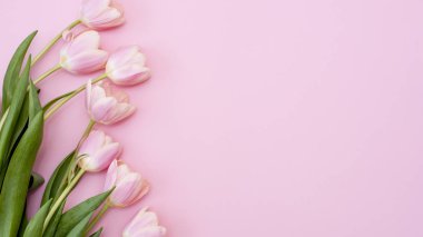 8 Mart Mutlu Kadınlar Günü. Pembe arka planda pembe laleler. Boşluğu kopyala