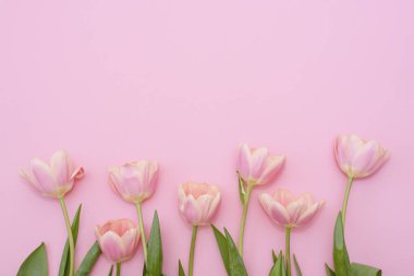 8 Mart Mutlu Kadınlar Günü. Pembe arka planda pembe laleler. Boşluğu kopyala