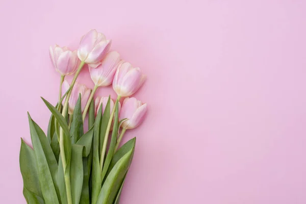 März Happy Women Day Rosa Tulpen Auf Rosa Hintergrund Kopierraum — Stockfoto