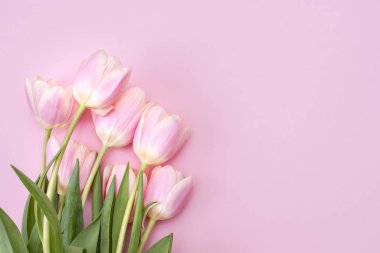 8 Mart Mutlu Kadınlar Günü. Pembe arka planda pembe laleler. Boşluğu kopyala