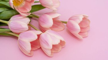 Pembe arka planda bir buket pembe lale. Bahar konsepti.