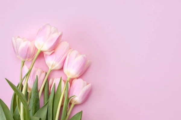 8 Mart Mutlu Kadınlar Günü. Pembe arka planda pembe laleler. Boşluğu kopyala