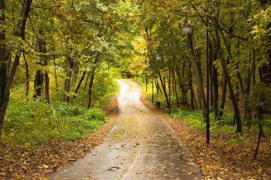 Şehir parkında sonbahar yeşillikleri yol üzerinde sarı renkler