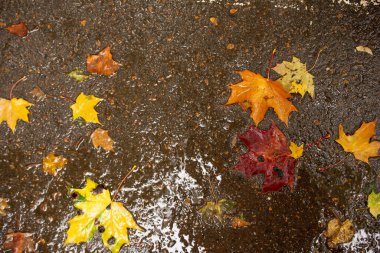 Yağmur birikintisinde renkli sonbahar yaprakları. Arkaplan.