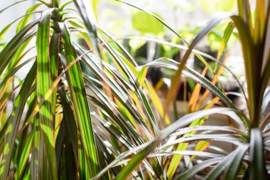 Kapalı alan bitkisi dracaena. Yeşil yapraklar yakın plan. İçerik ışığı.