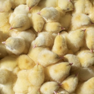 Bir sürü yeni doğmuş sarı piliç. Yukarıdan manzara. Agro..