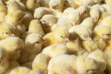 Bir sürü yeni doğmuş sarı piliç. Yukarıdan manzara. Agro..